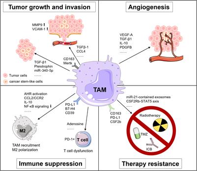 The diversity and dynamics of tumor-associated macrophages in recurrent glioblastoma